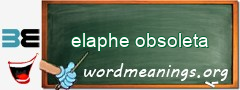 WordMeaning blackboard for elaphe obsoleta